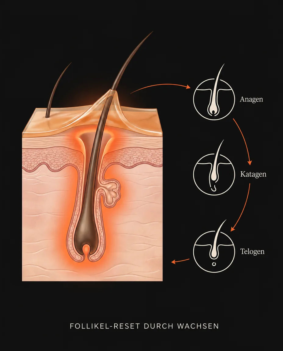 Une peau plus lisse, au rythme du cycle pilaire